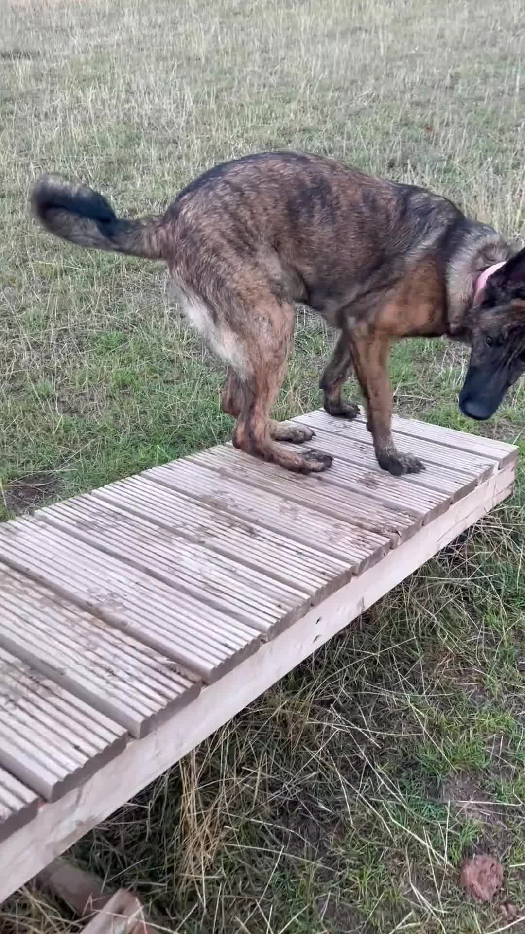 Mixed Breed dogs for sale: Dutch herder X GSD in Wakefield - Video 1