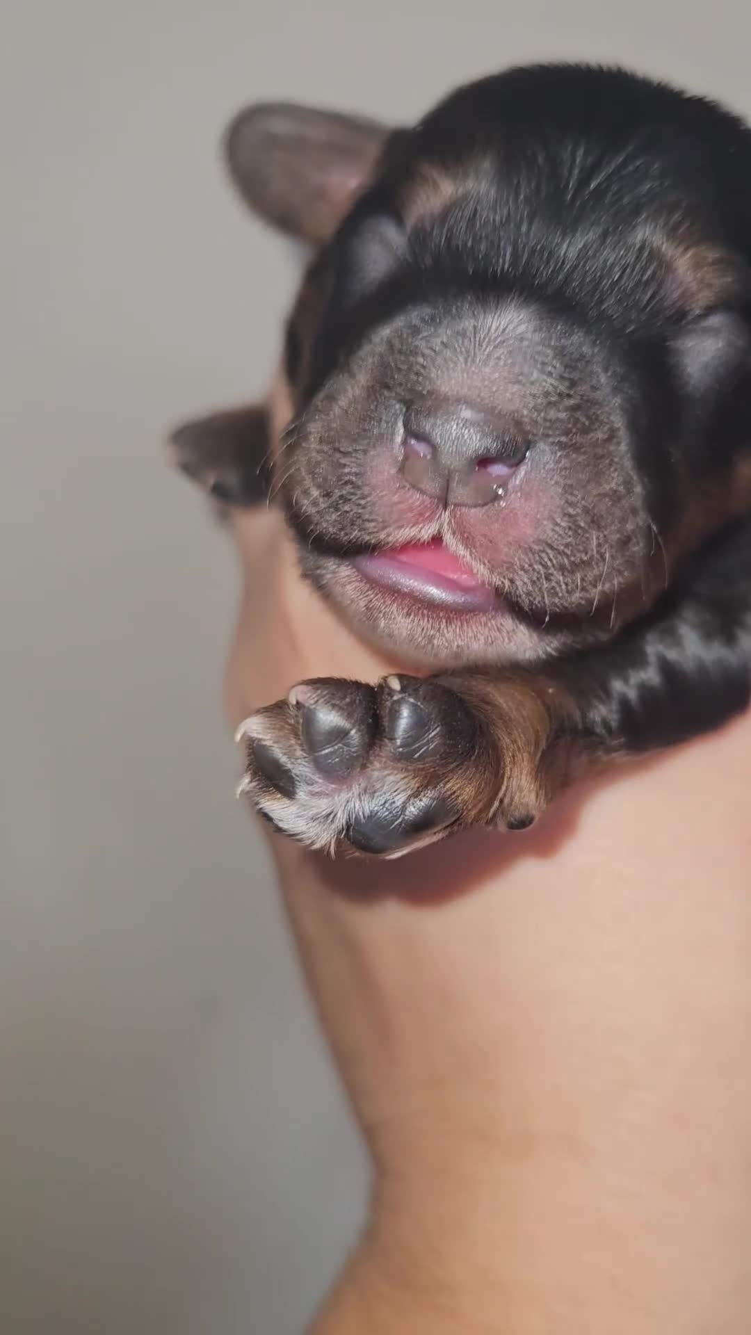 Cockapoo dogs for sale: Licensed breeder Show cockapoo litter! BOYS ONLY  - Video 2