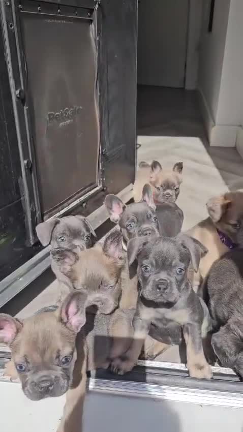 French Bulldog dogs for sale: NEW VIDEOS Gorgeous French Bull Dog Puppies - Video 1