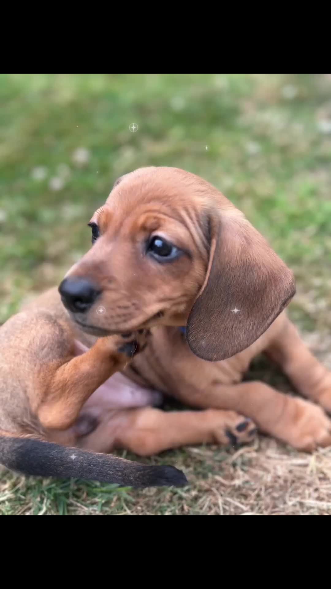 Dachshund dogs for sale: LAST Red Dapple Miniature Dachshund - Video 1