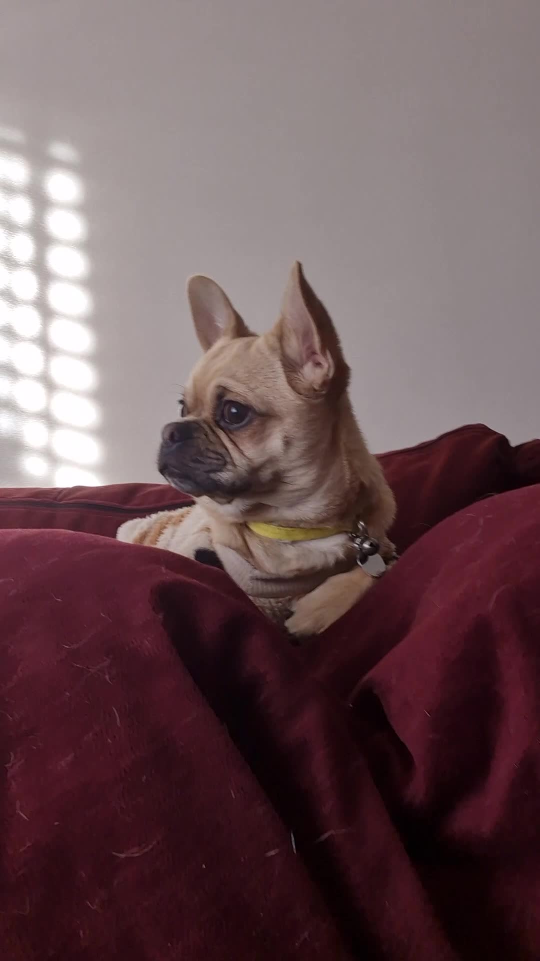 Chug dogs for sale: Bubbles (6 Months - Female Chug) - Video 2