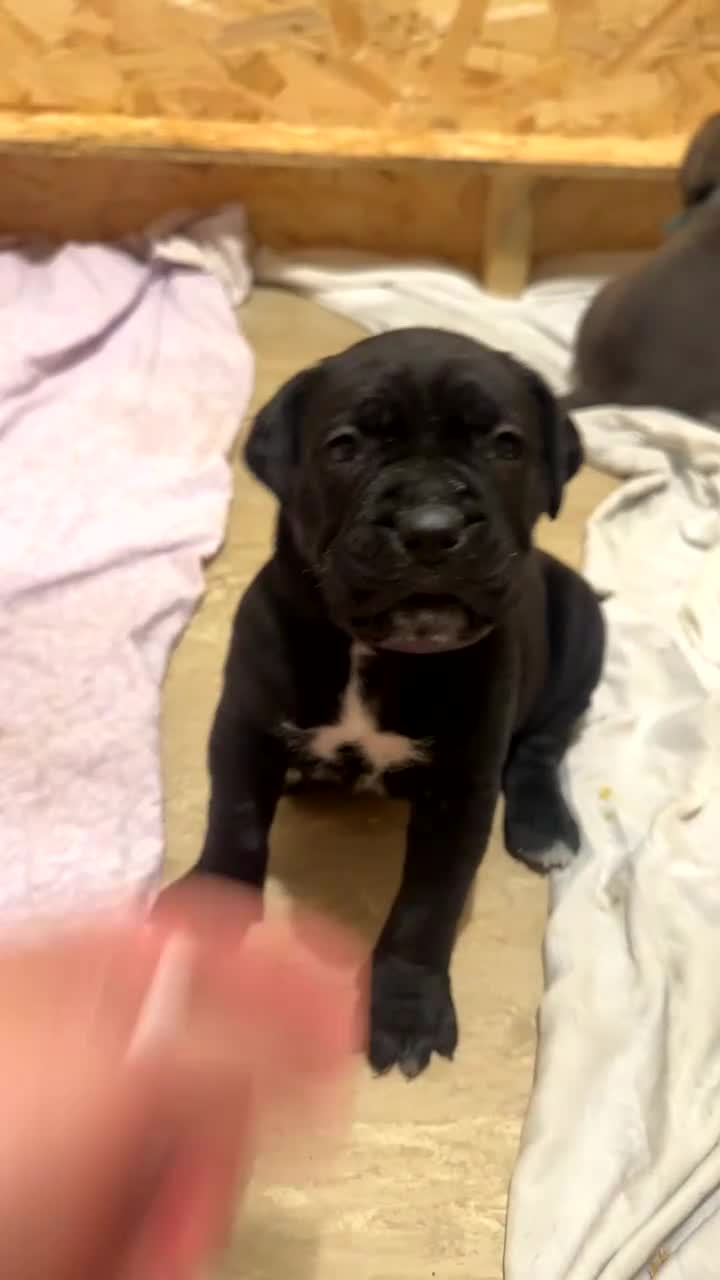 Cane Corso dogs for sale: Cane corso puppies  - Video 4