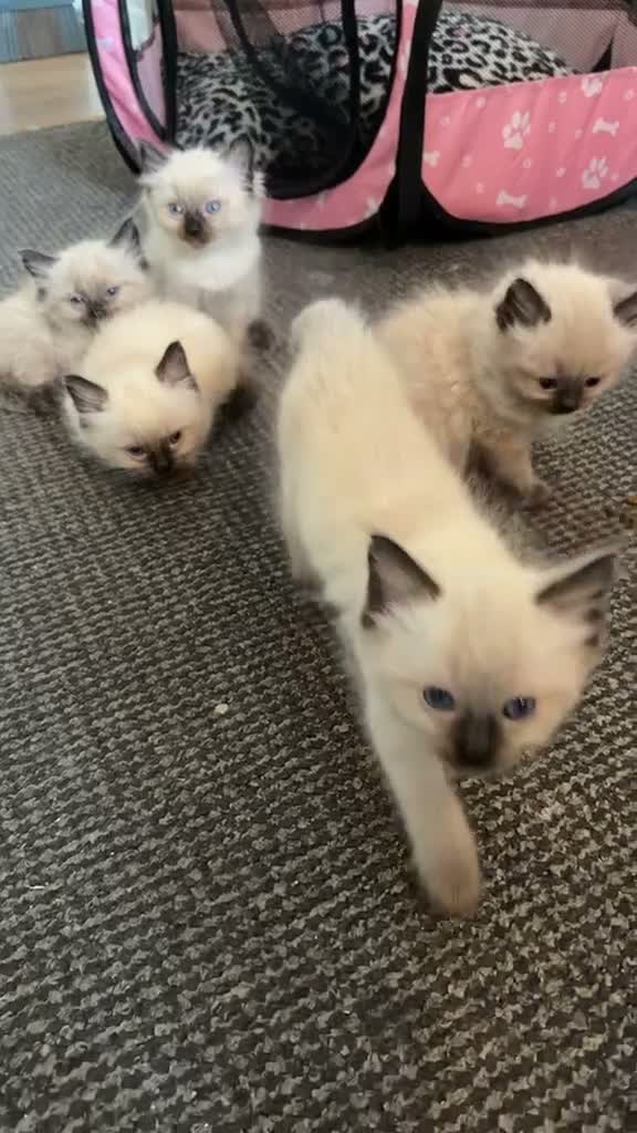 Ragdoll cats for sale: Rag doll  - Video 3