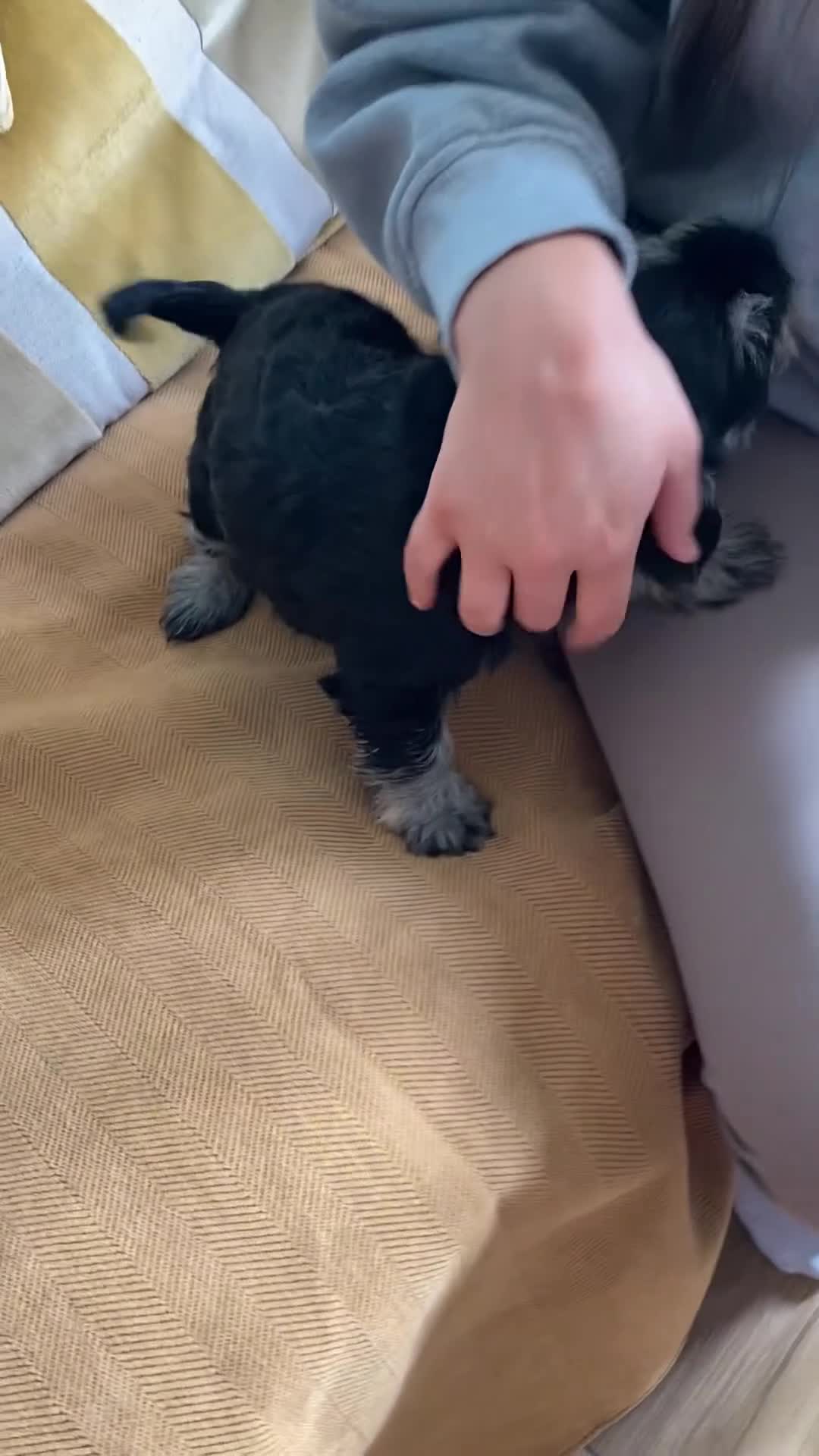 Miniature Schnauzer dogs for sale: Miniature schnauzers  - Video 1