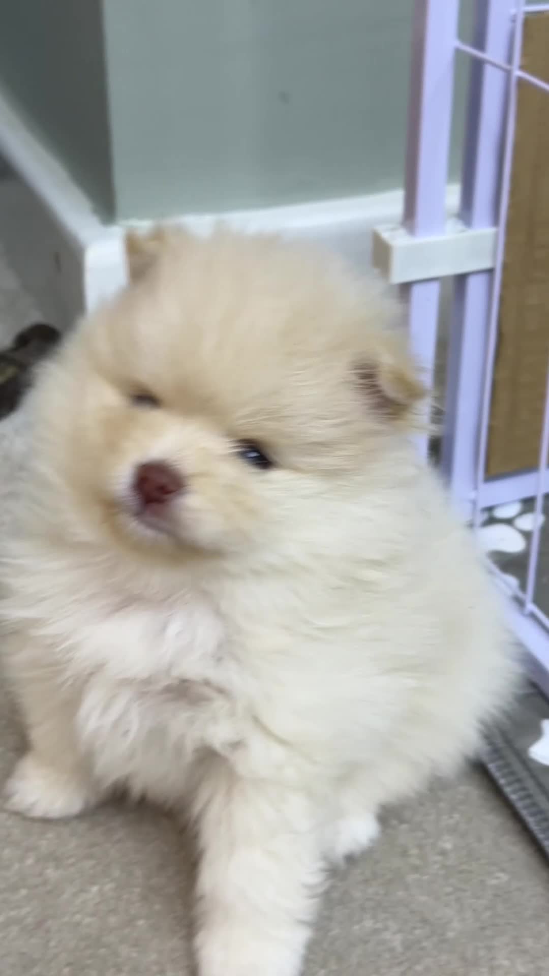 Pomeranian dogs for sale: Pomeranian puppies Kc registered - Video 3