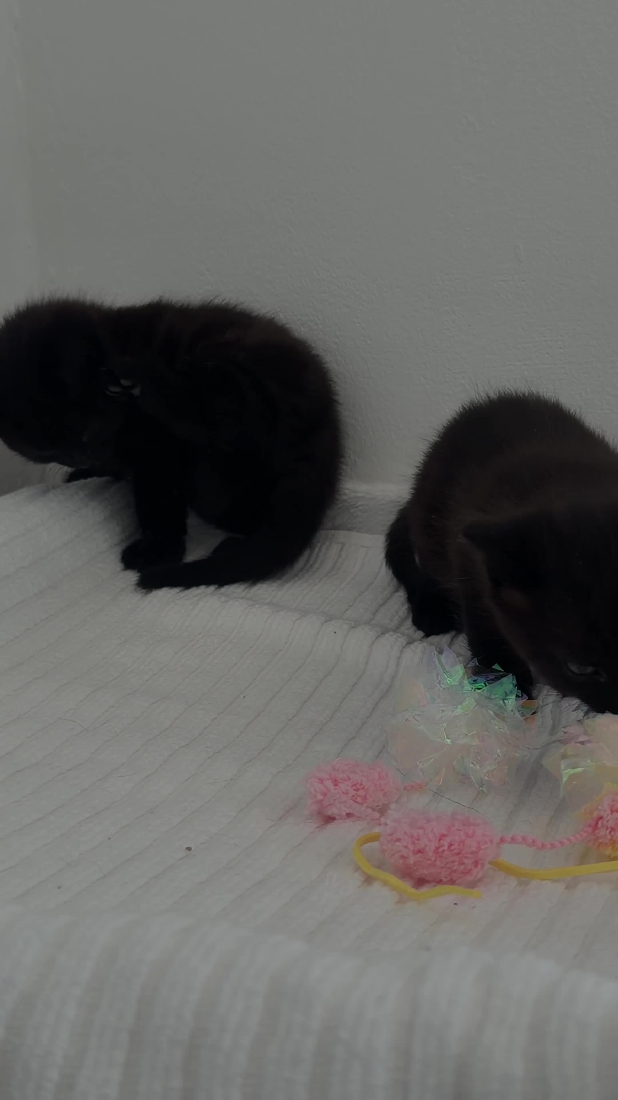 Mixed Breed cats for sale: Adorable Friendly Male Kittens🐈‍⬛🤍 - Video 3