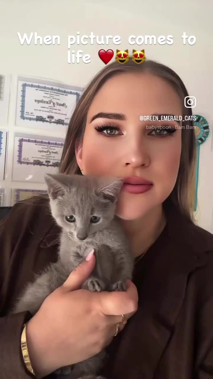 Russian Blue cats for sale: TICA registered Russian blue kittens  - Video 2