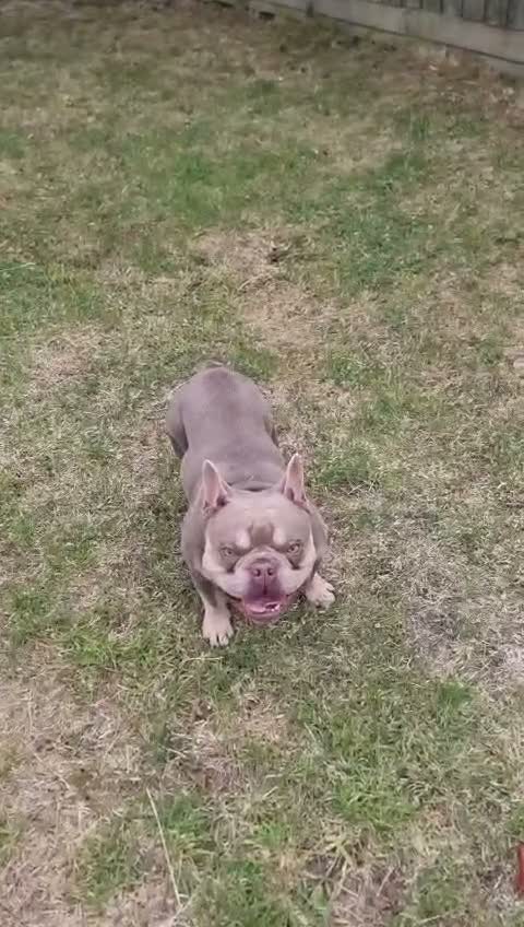 French Bulldog dogs for sale: Wallace our beautiful frenchie in Hull - Video 1