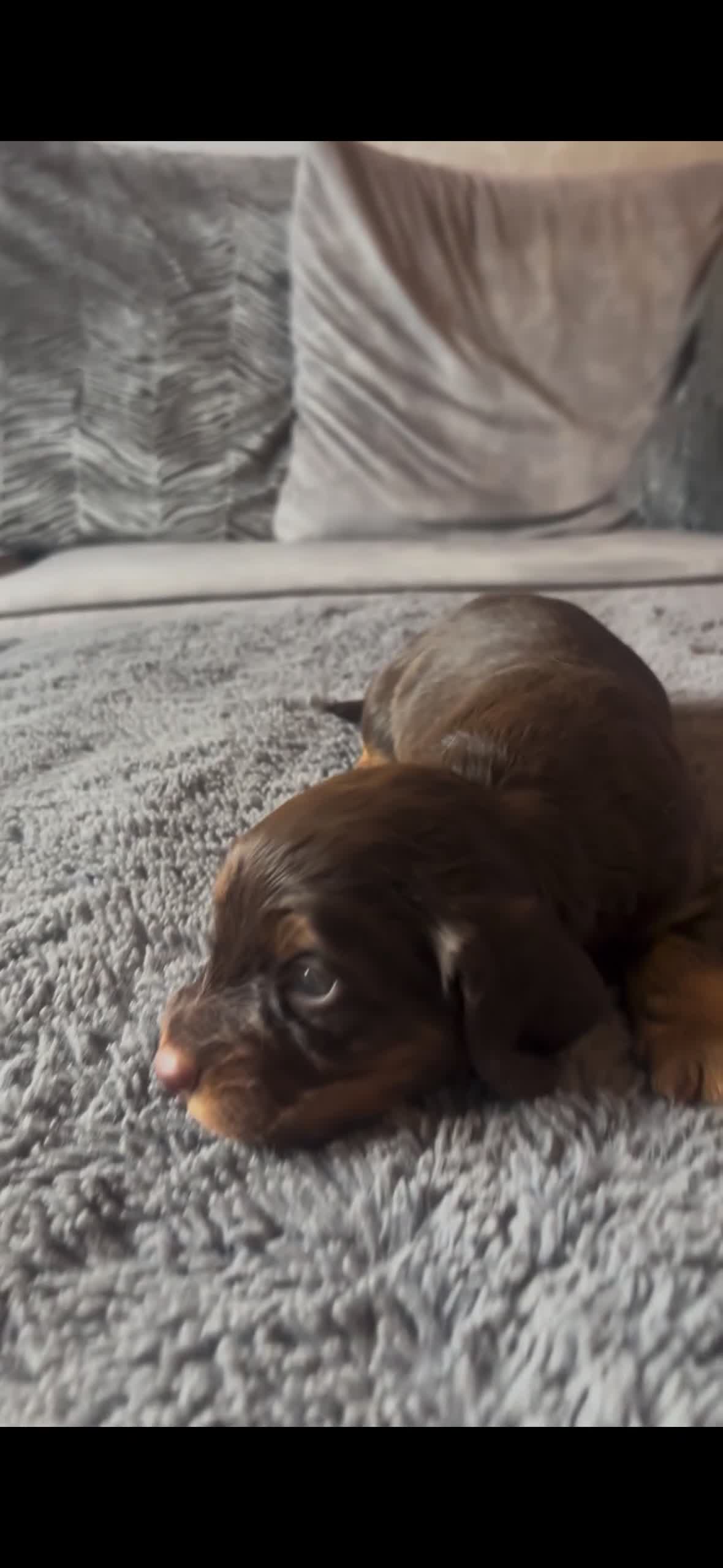 Cocker Spaniel dogs for sale: 4 beautiful cocker spaniel puppies  - Video 1