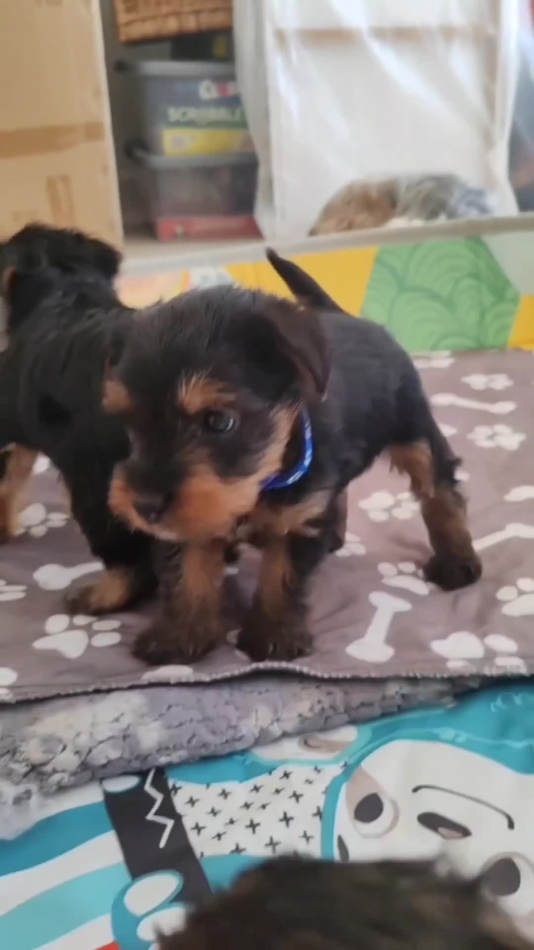 Yorkshire Terrier dogs for sale: Yorkshire terrier puppies  in Consett - Video 3