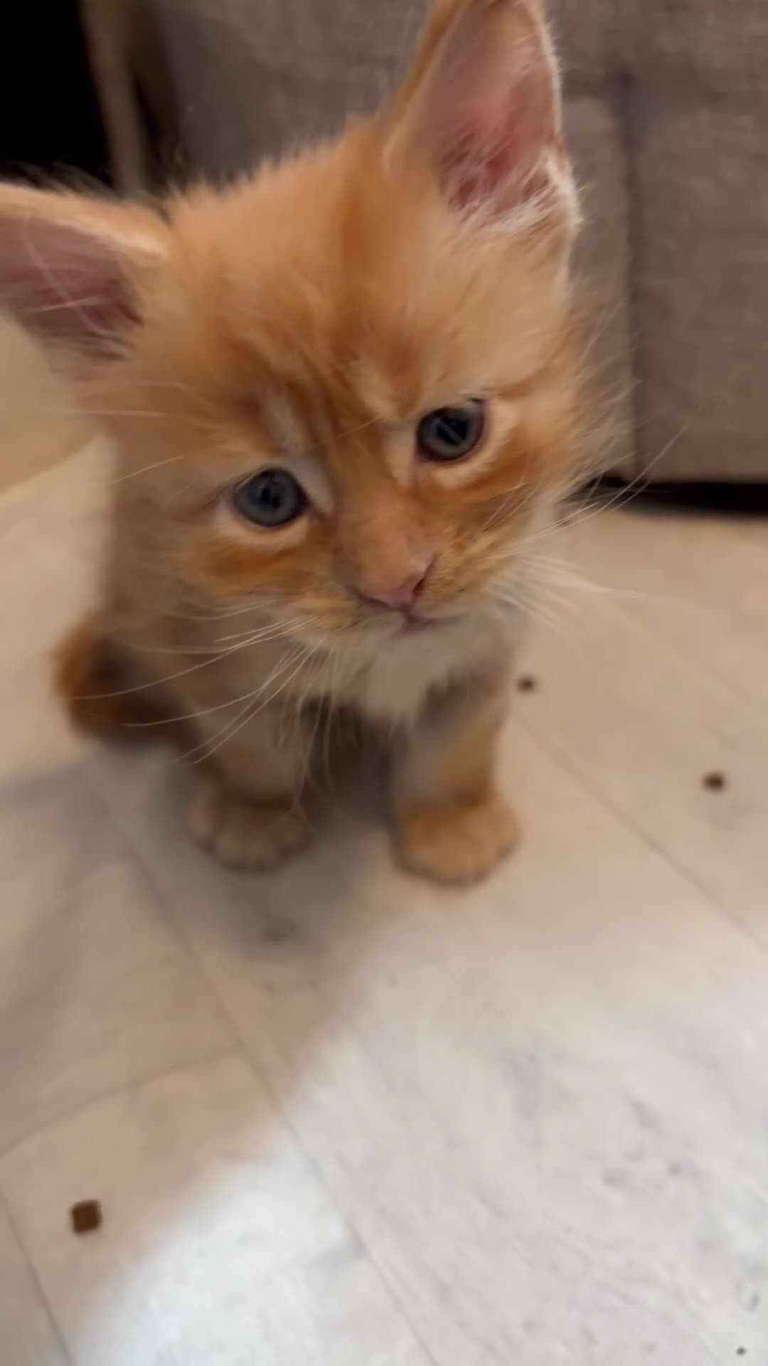 Maine Coon cats for sale: 🐈 ONLY 2 BOYS LEFT! READY FRIDAY 29TH MAY!!! 🐈 - Video 2