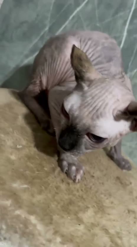 Sphynx cats for sale: SPHYNX FEMALE KITTEN  - Video 1
