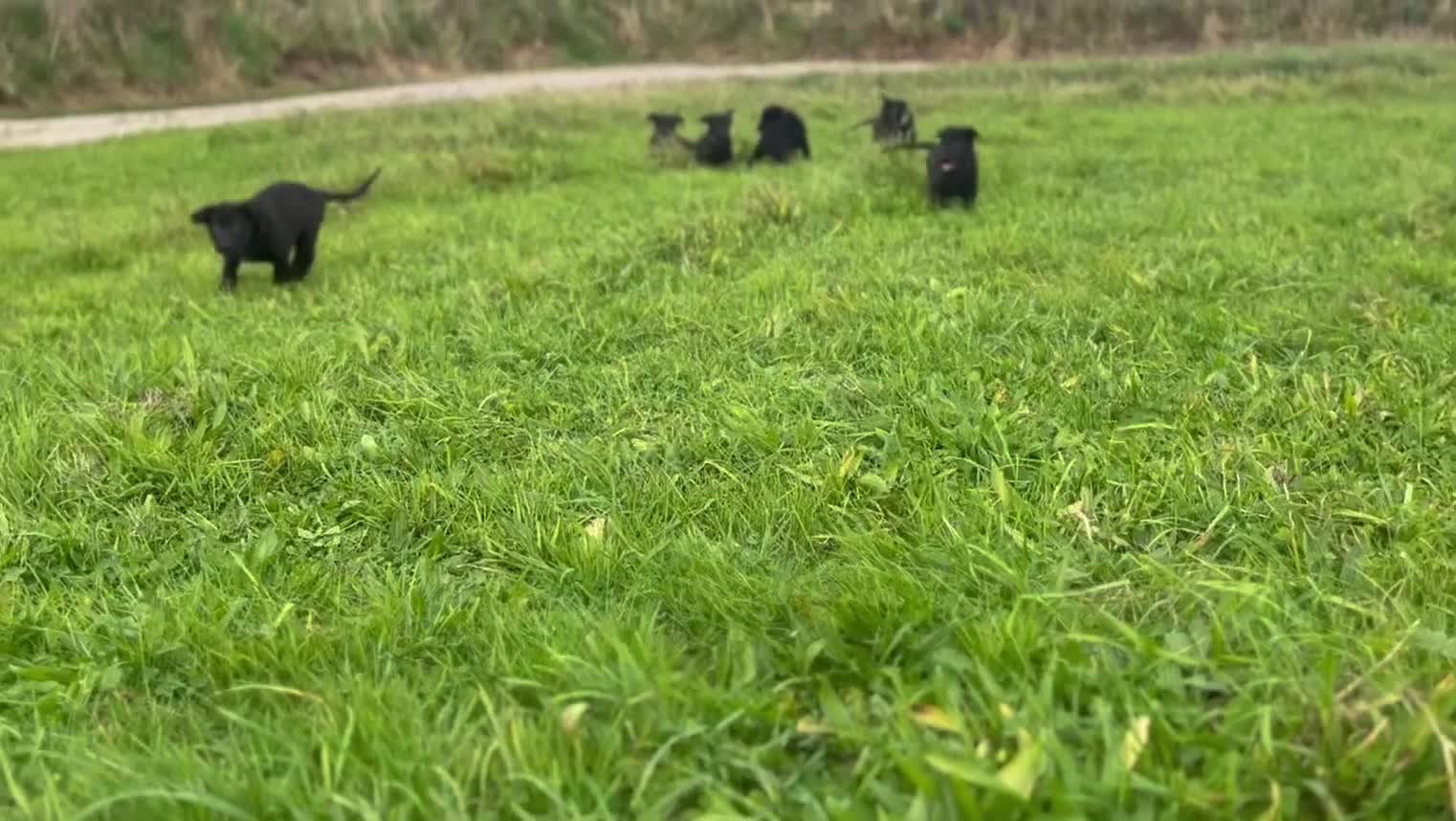 German Shepherd dogs for sale: Working Line German Shepherd Puppies - Cornwall - Video 2