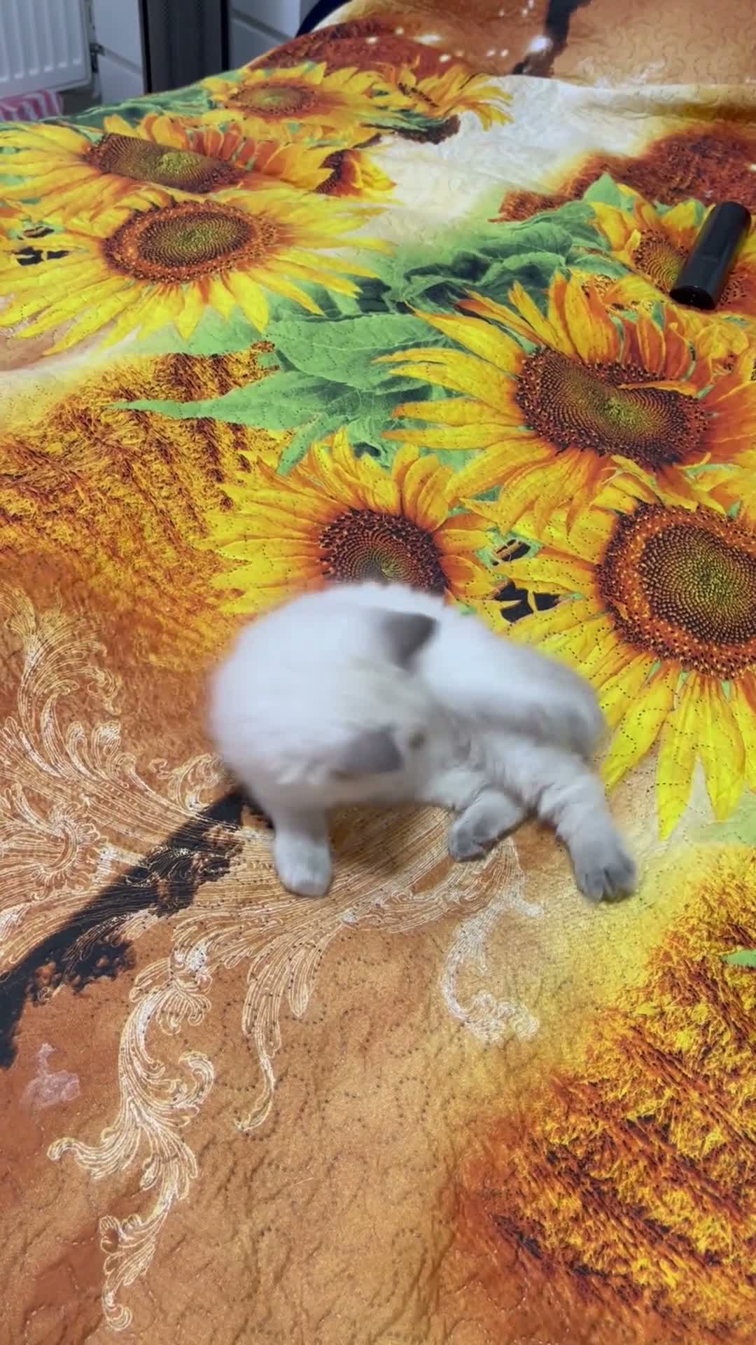 Ragdoll cats for sale: 🥰4 Beautiful Little Boys Looking Loving Homes ❤️✨ - Video 3