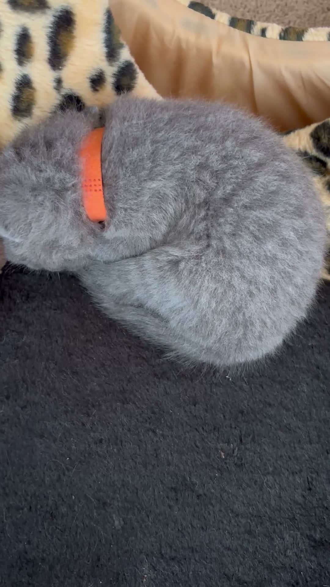 British Shorthair cats for sale: Grey British short hair beautiful kittens - Video 1
