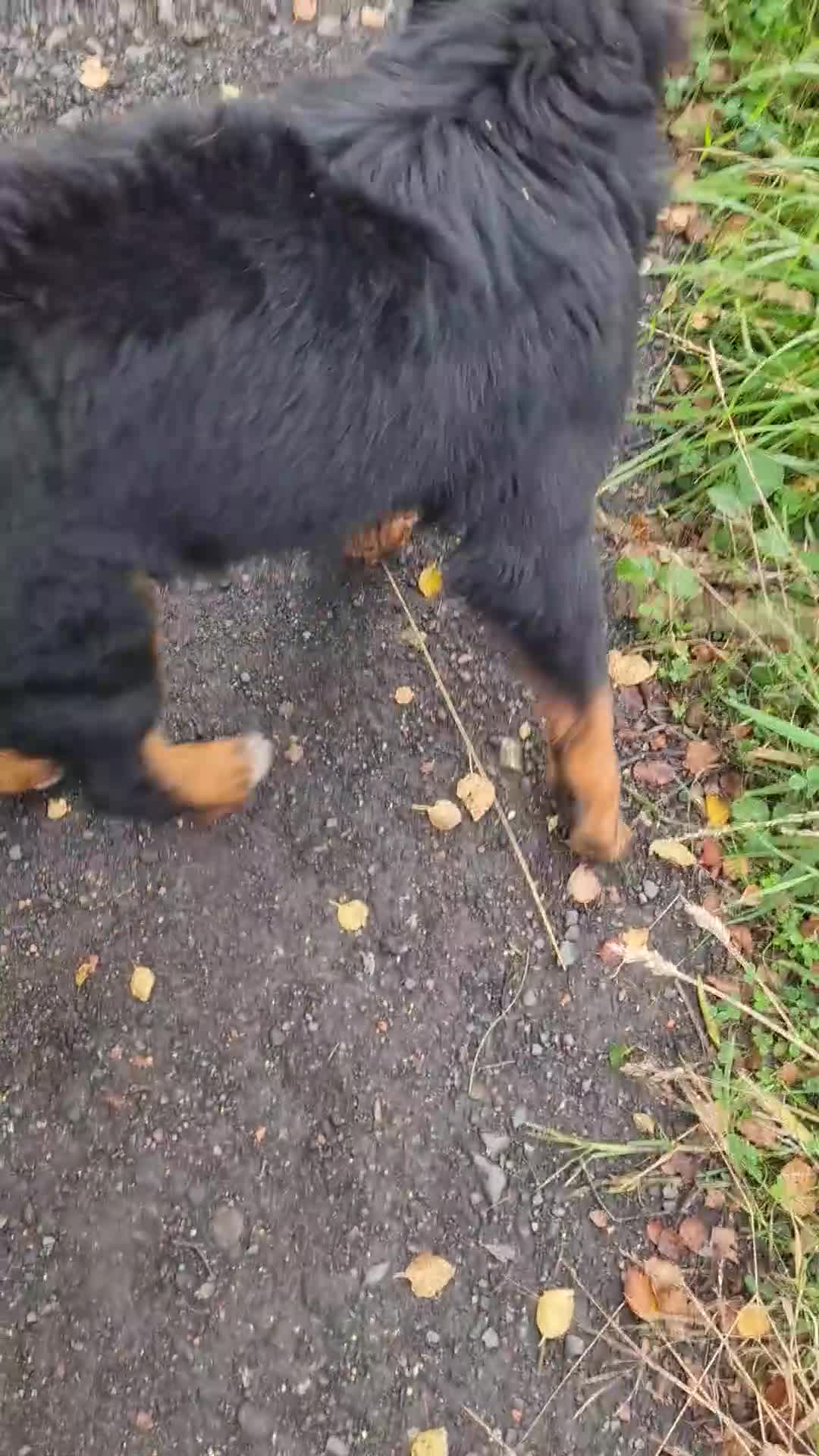Bernese Mountain Dog dogs for sale: 10 months old BMD girl - Video 3