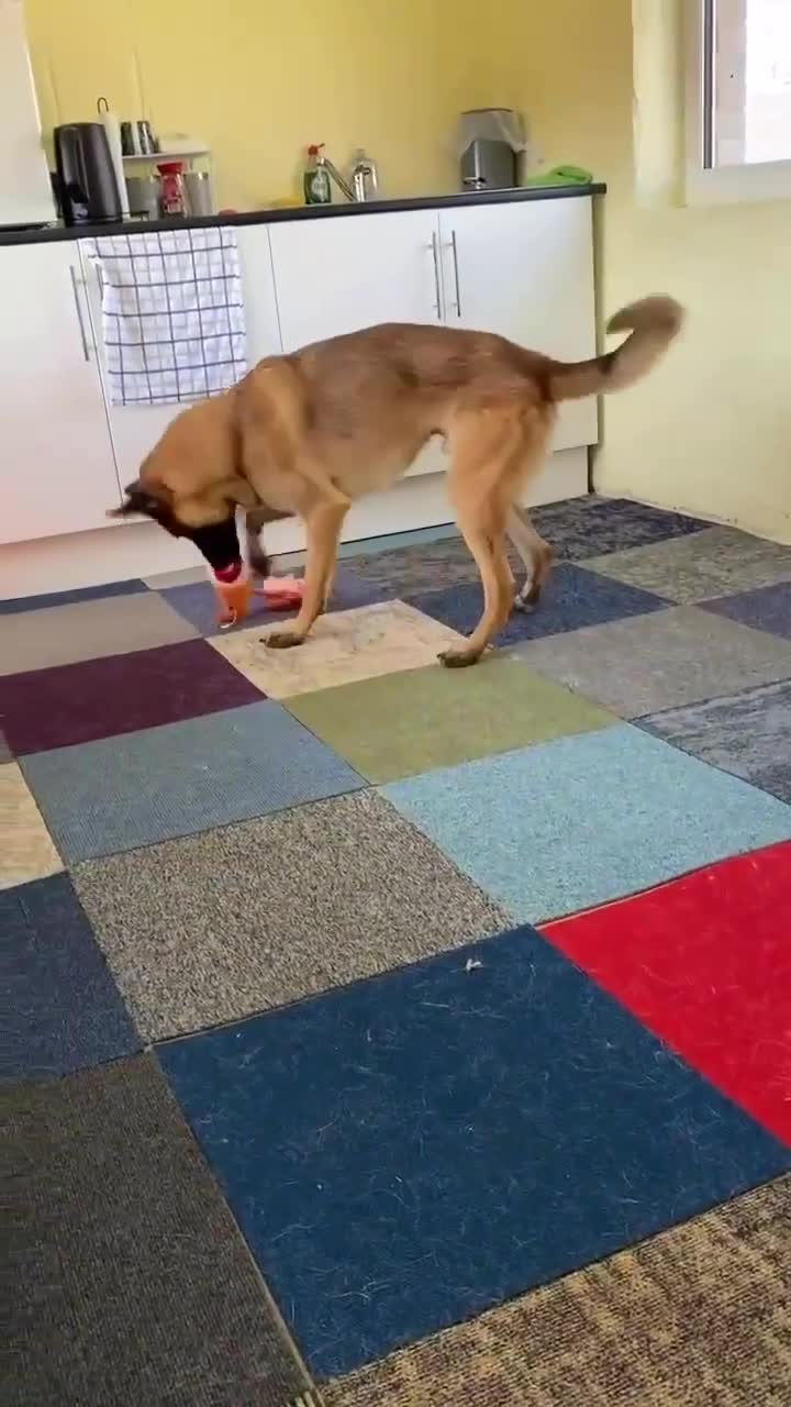 Mixed Breed dogs for adoption: 🐾 Cedric – Stunning, Loyal Boy - Video 2