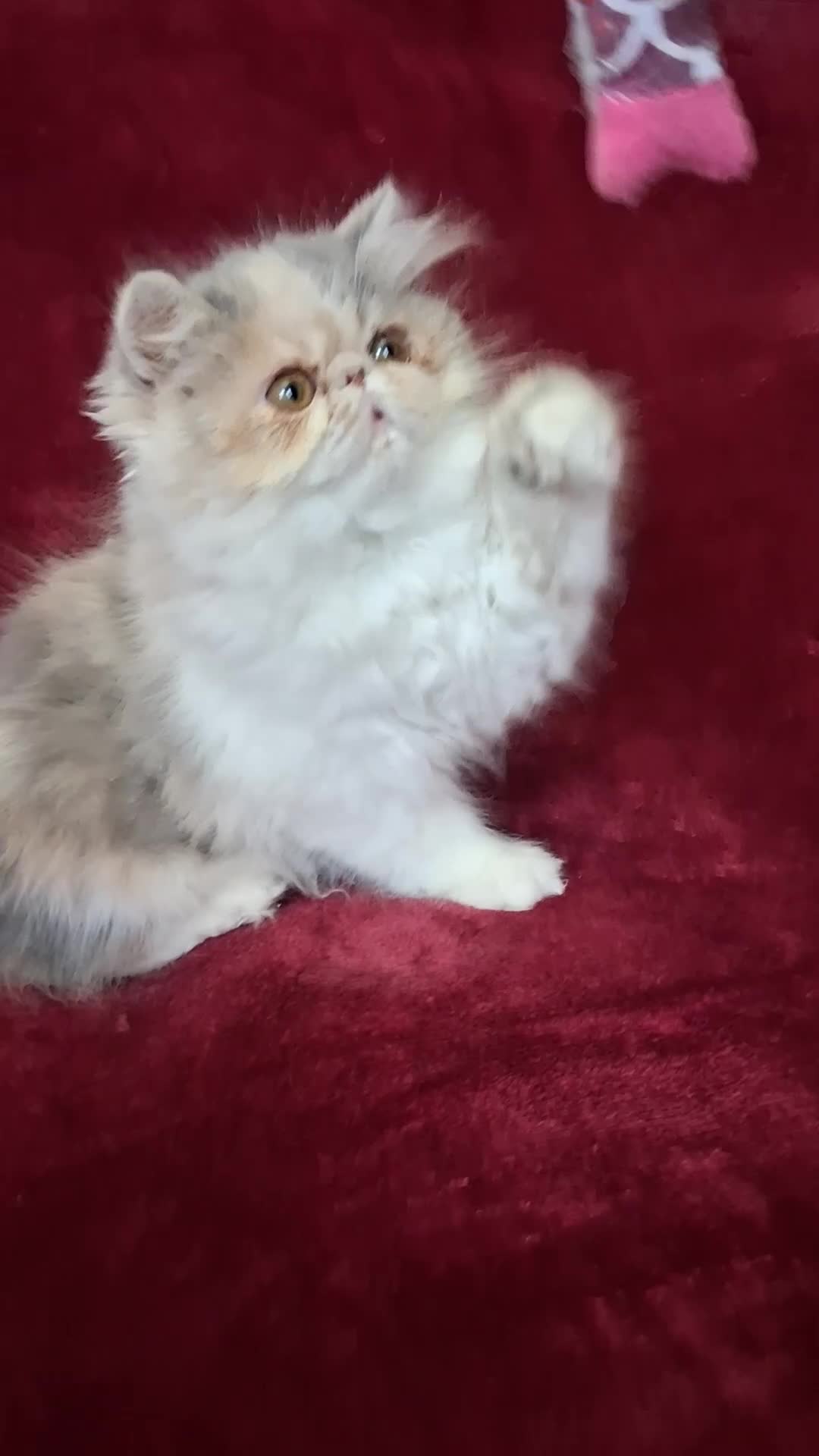 Exotic cats for sale: Stunning exotic/persian kittens - Video 1