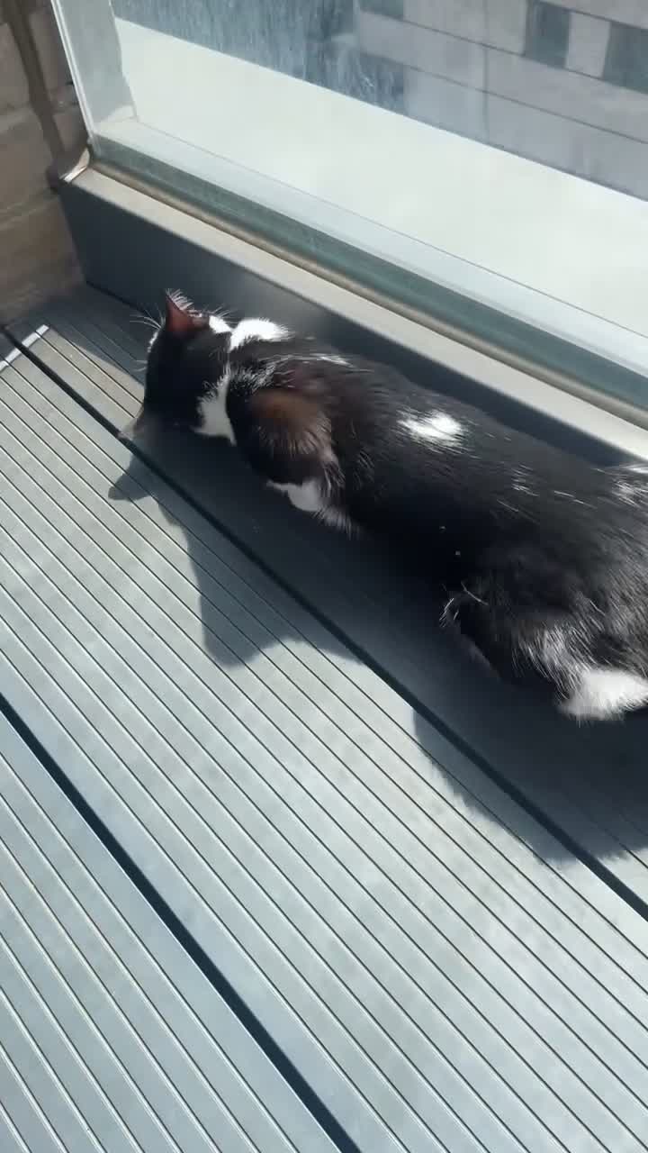 Domestic Shorthair cats for sale: *FREE* 3 year old female cat needs rehoming! - Video 1