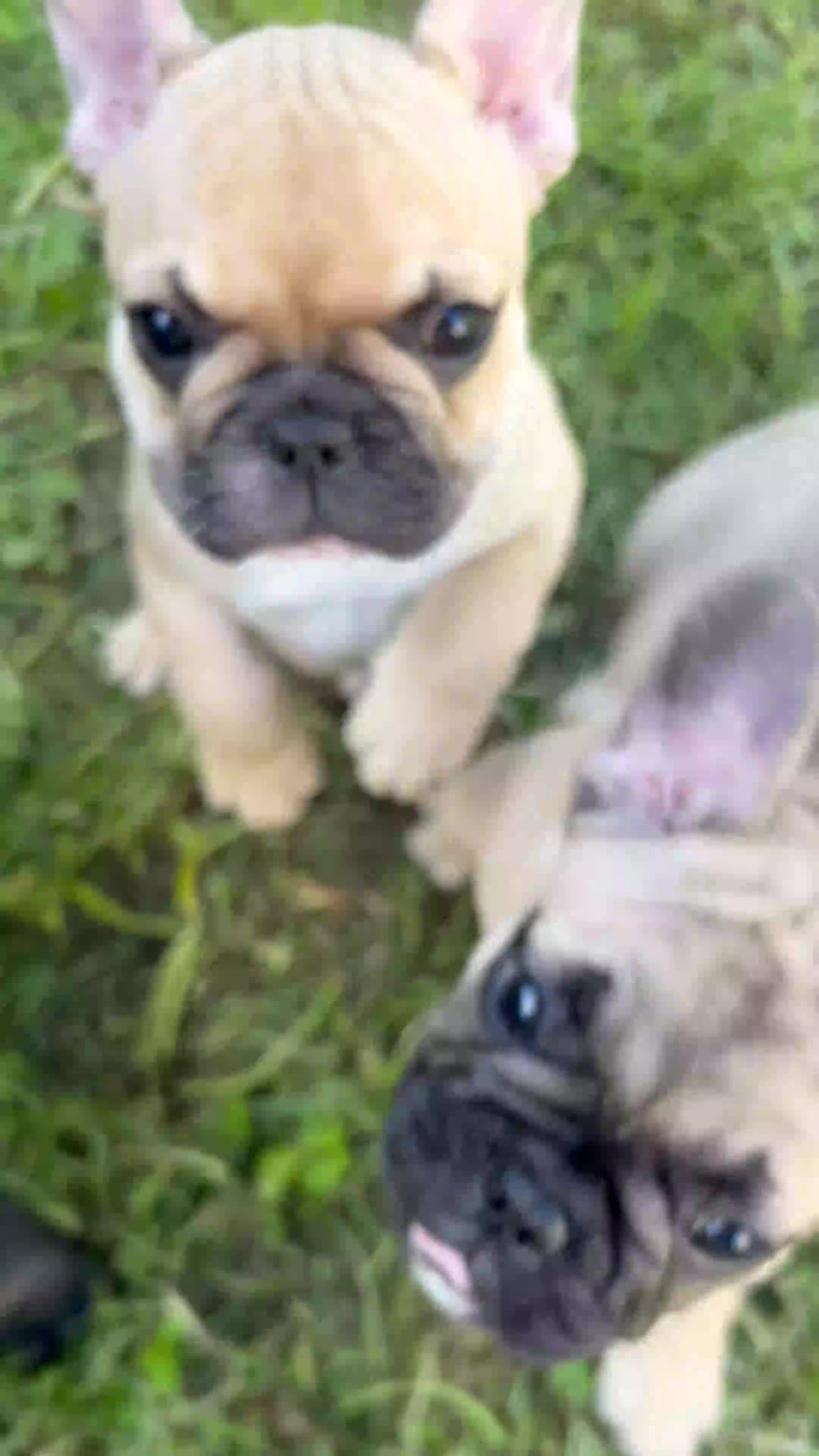 French Bulldog dogs for sale: KC, standard colours French Bulldog puppies🐾 - Video 2