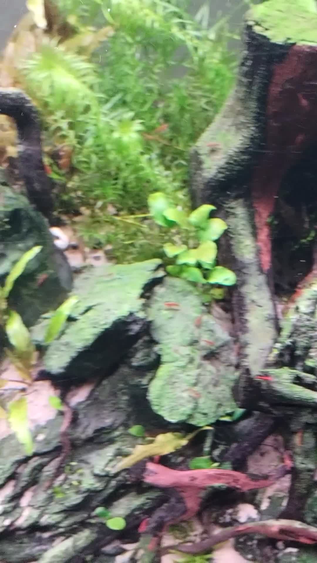 Shrimps fish for sale: Red /Red cherry shrimps  - Video 1