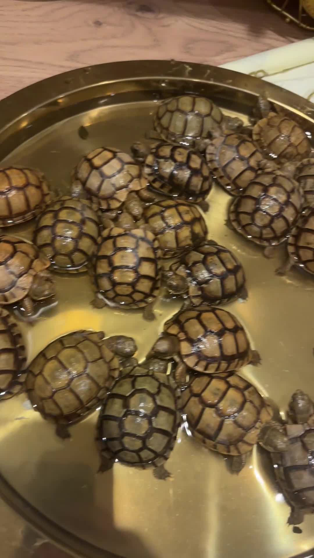 Tortoise reptiles for sale: Tortoises - Video 1