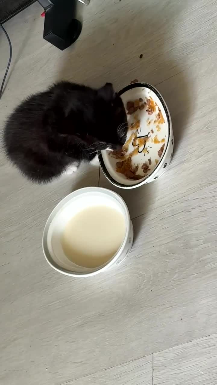 Mixed Breed cats for sale: Minnie  in Gloucester - Video 1