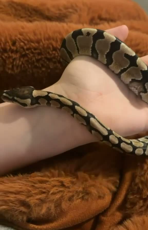 Python Snake reptiles for sale: Baby Female Royal Python  - Video 1