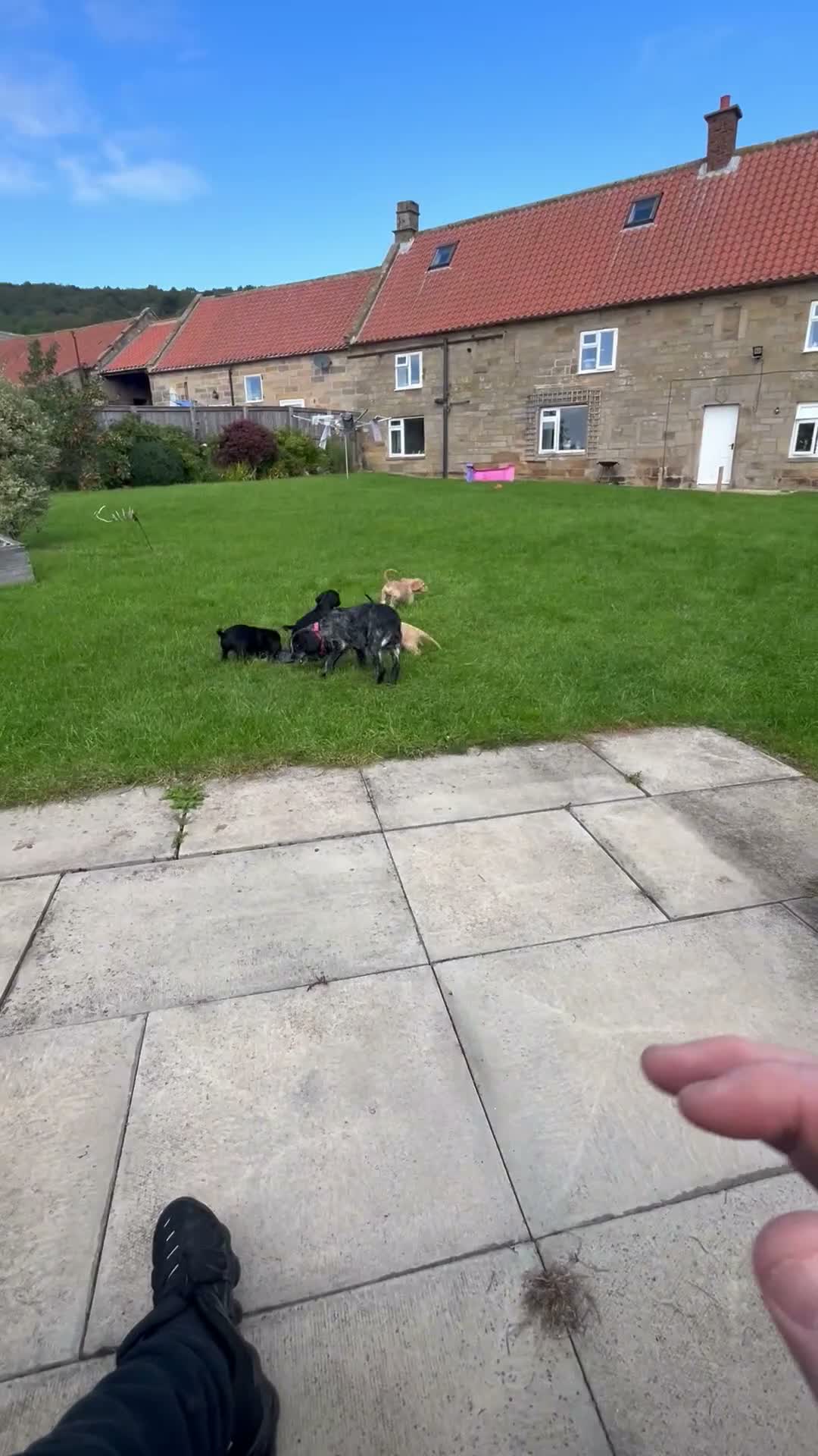 Cocker Spaniel dogs for sale: Cocker spaniels  - Video 2