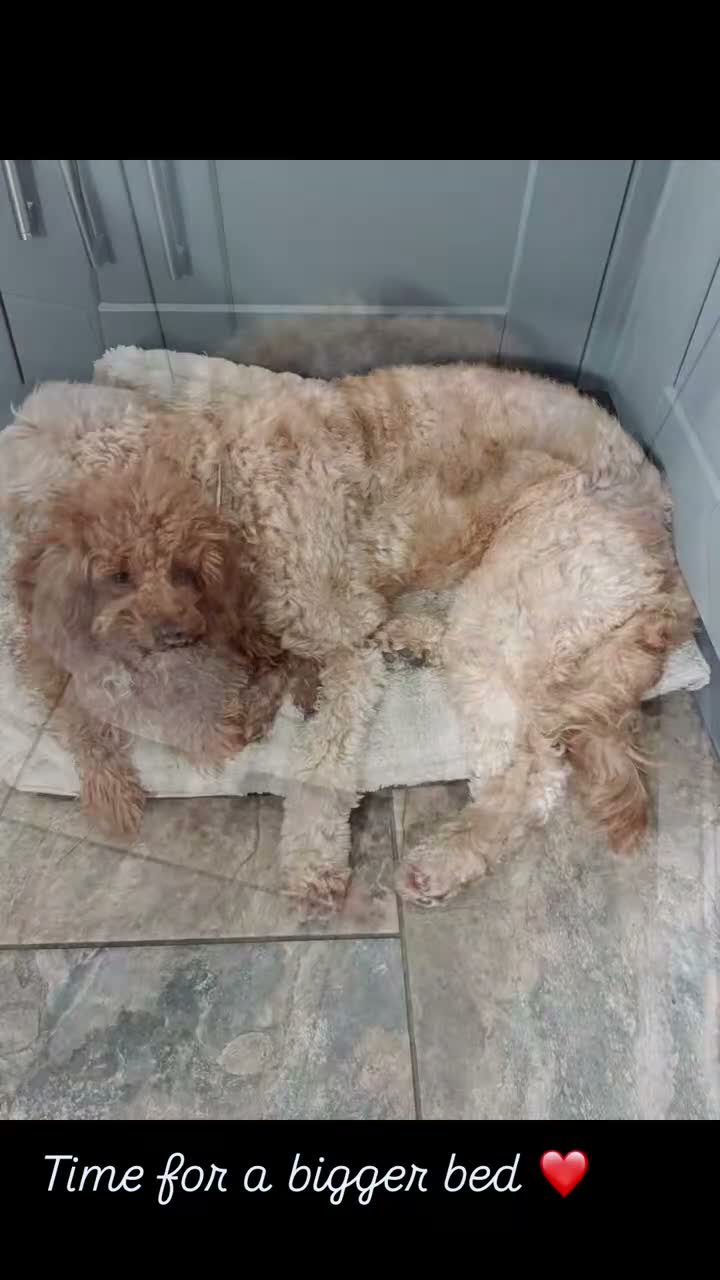 Cockapoo dogs for sale: 🎀 Fizz, a very special Cockapoo girl 🩷 - Video 4