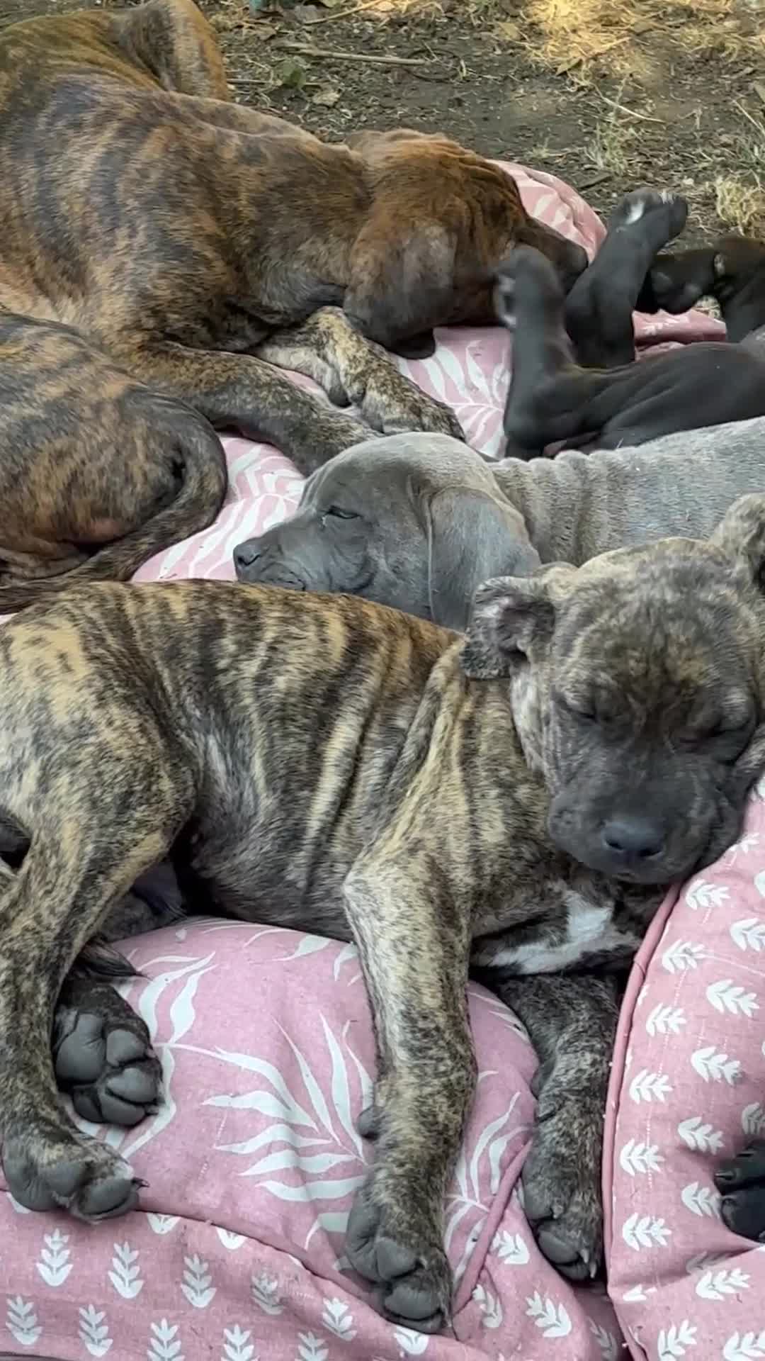 Mixed Breed dogs for sale: Beautiful Cane Corso / Bullmastiff Puppies  - Video 4