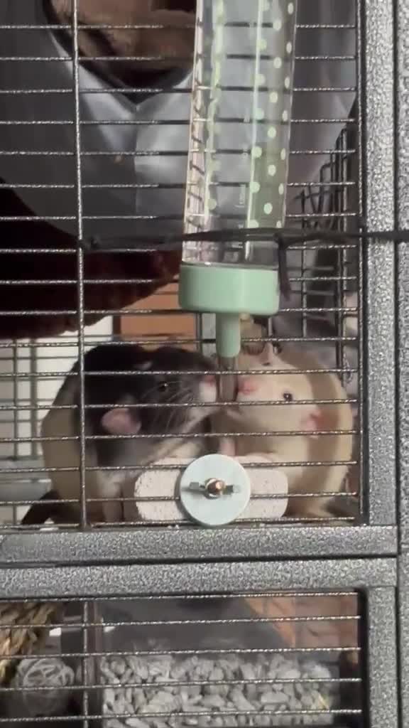 Rat rodents for sale: Four Male Dumbo Rats in Great Yarmouth - Video 1