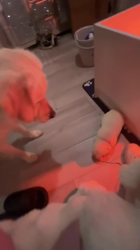 Golden Retriever dogs for sale: Beautiful cream retrievers ready for 20th April in Congleton - Video 3