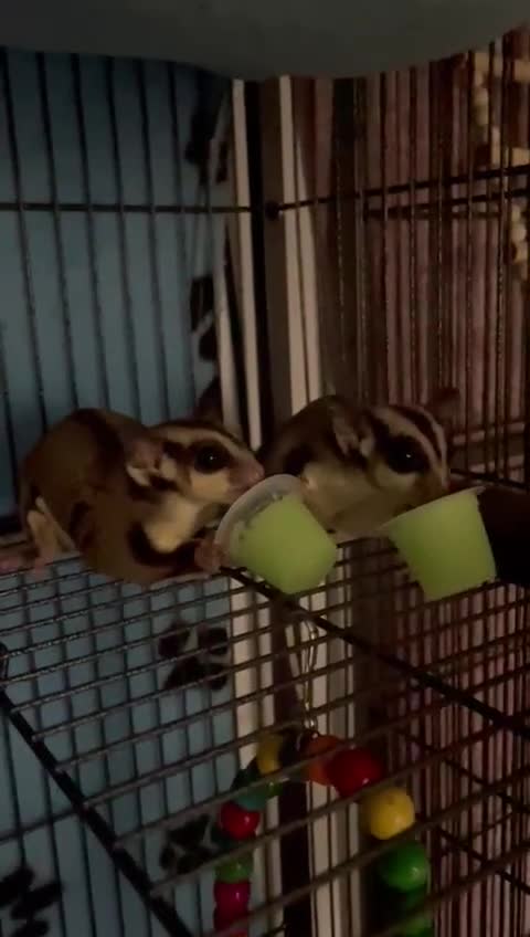 Sugar Glider rodents for sale: sugar gliders  x4 with everything  in Dartford - Video 2