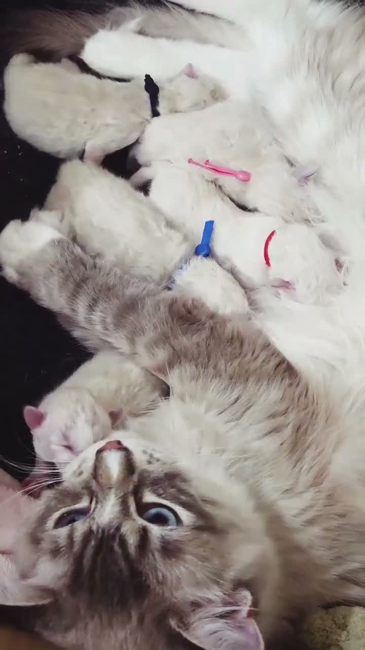 Ragdoll cats for sale: Ragdoll kittens ready for december - Video 1
