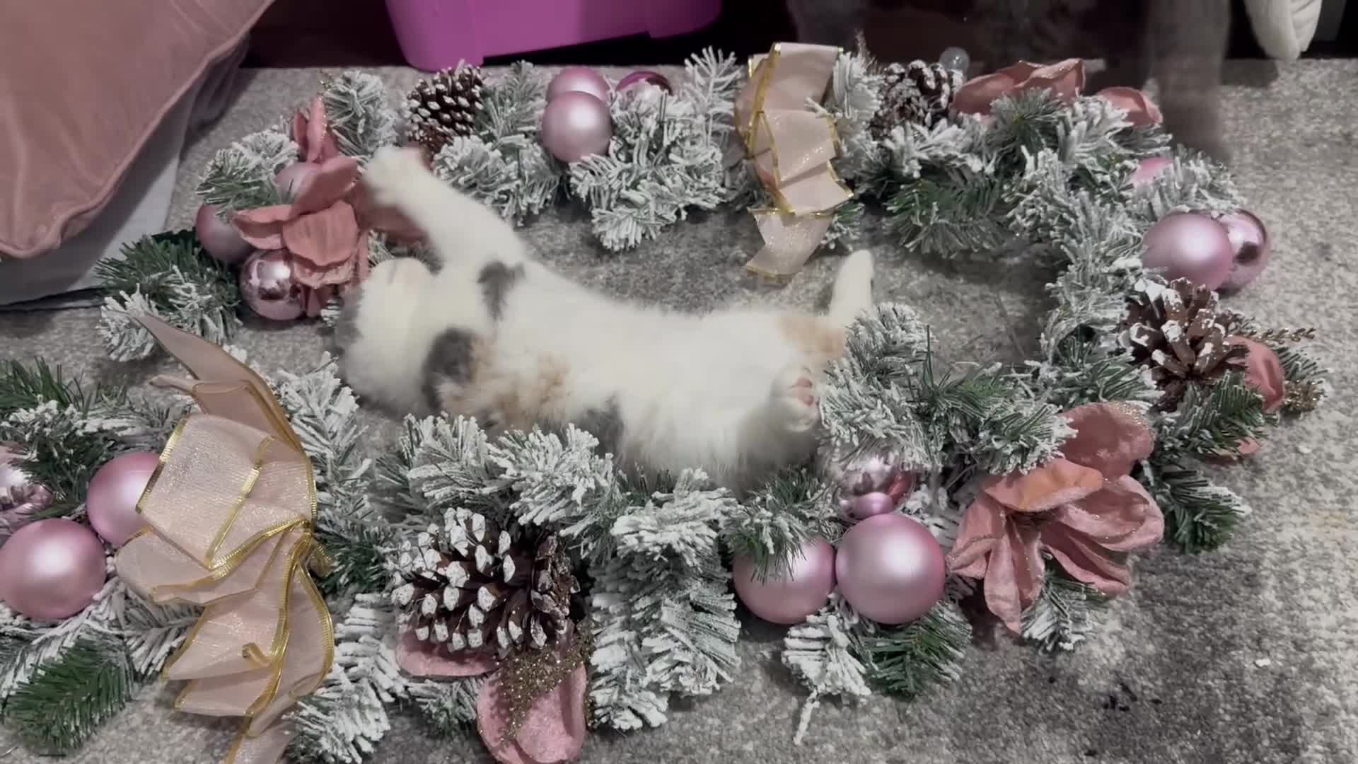 British Shorthair cats for sale: Dulce - GCCF registered BSH female kitten.  - Video 2