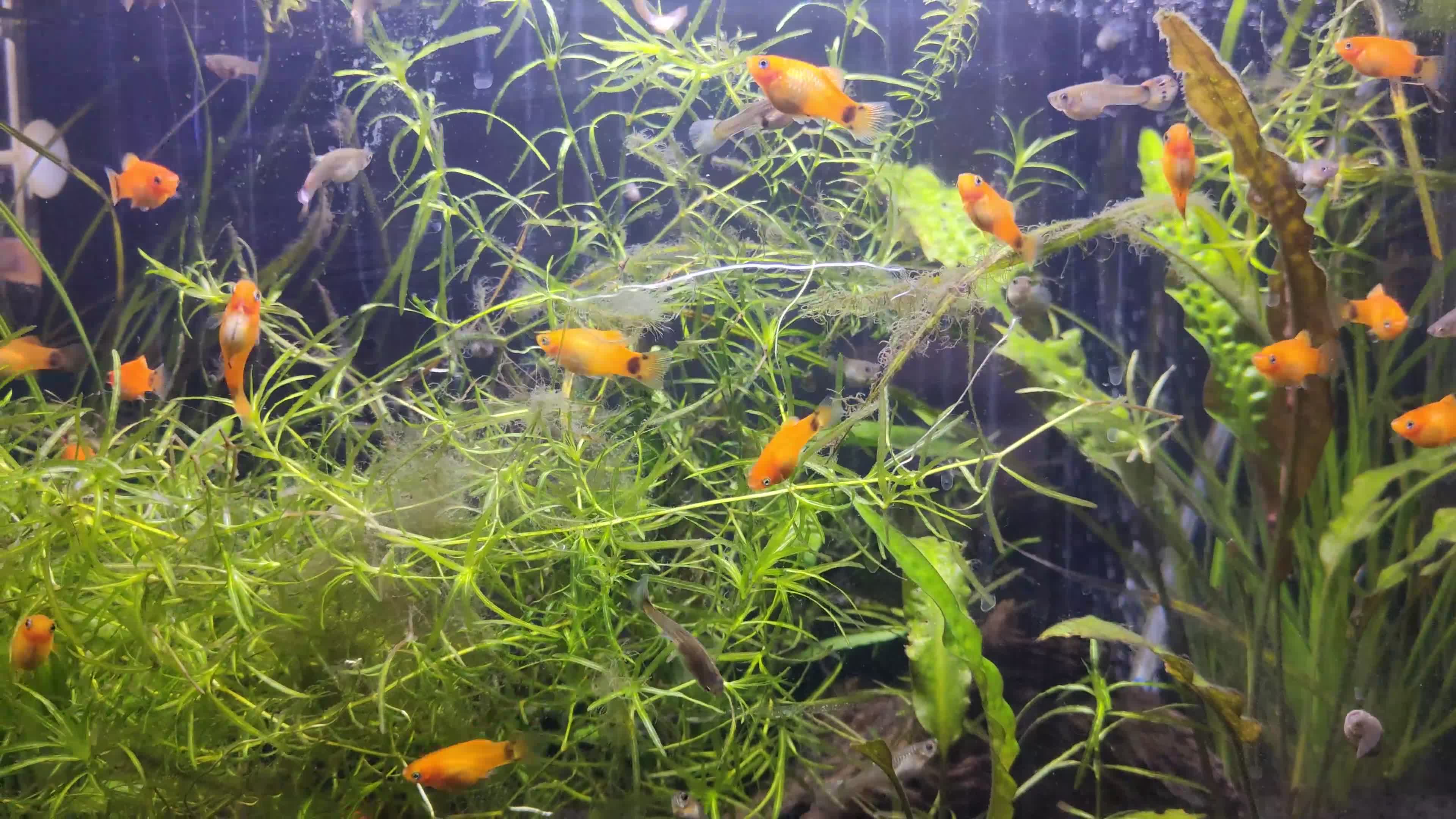 Mollies fish for sale: Mollies and Guppies all babies ready to go - Video 1