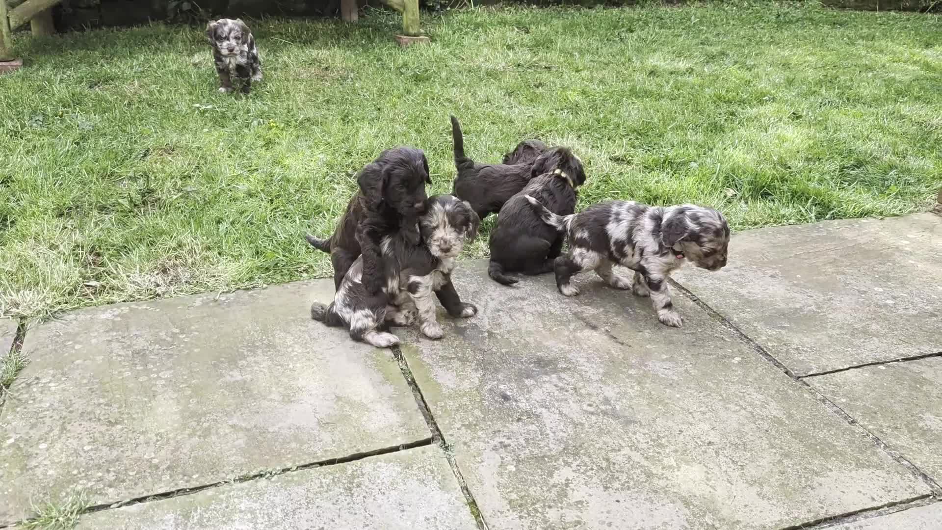 Cockapoo dogs for sale: Chocolate Merle Cockerpoos in Frizington - Video 2