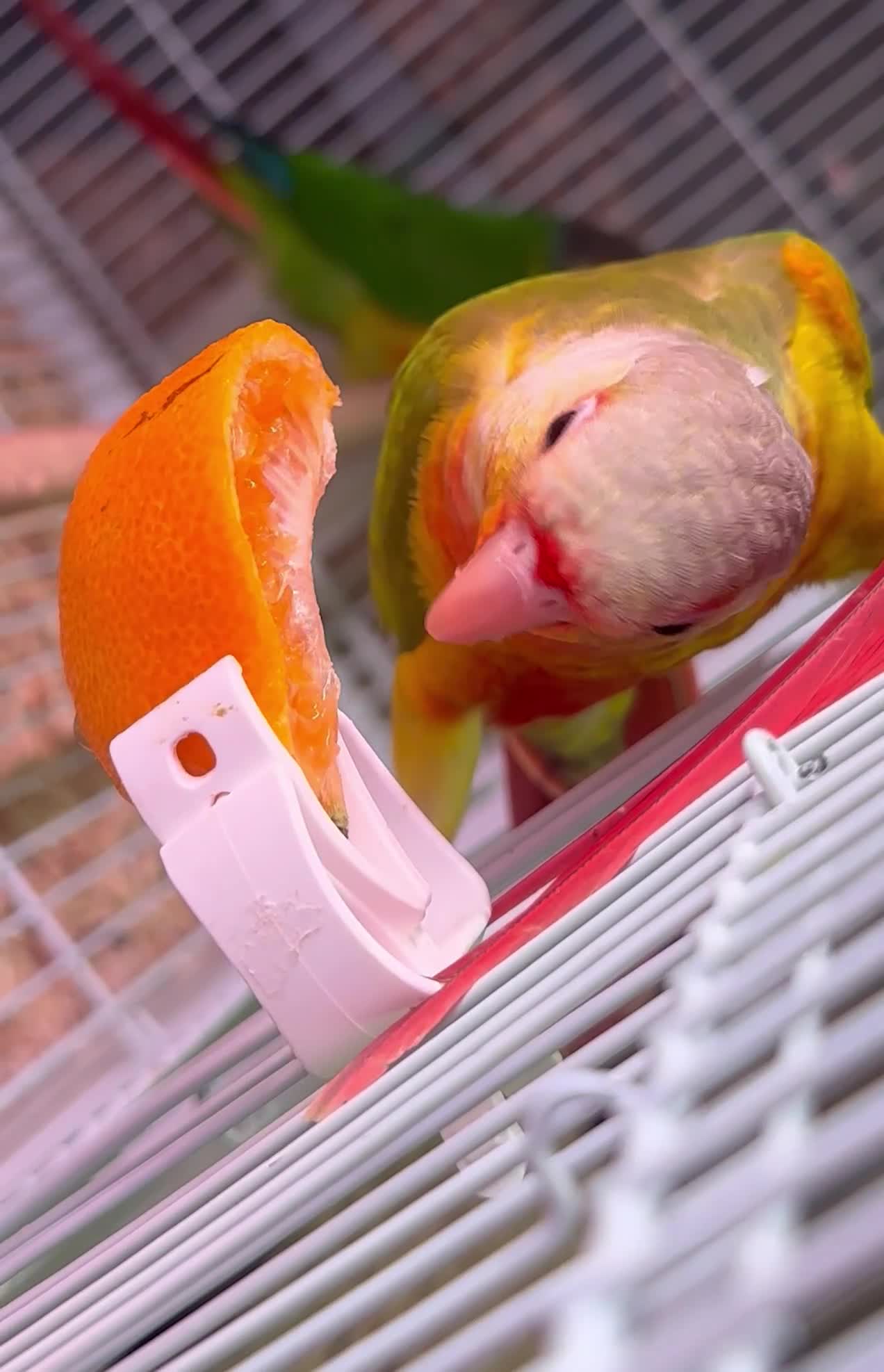 Conures birds for sale: Hand reared green cheek conures  - Video 1