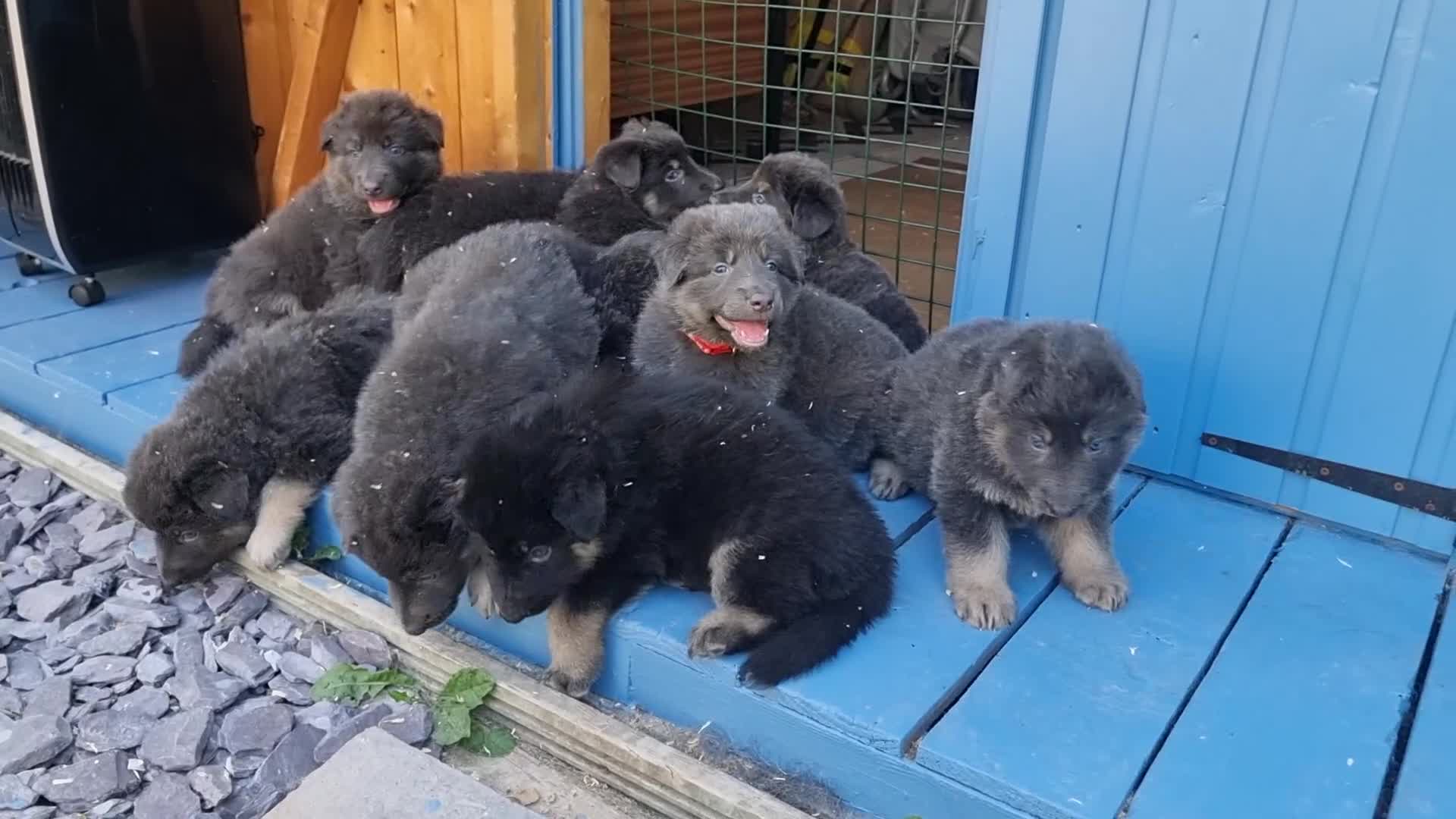 German Shepherd dogs for sale:  kc,health tested straight back german shepherd - Video 3