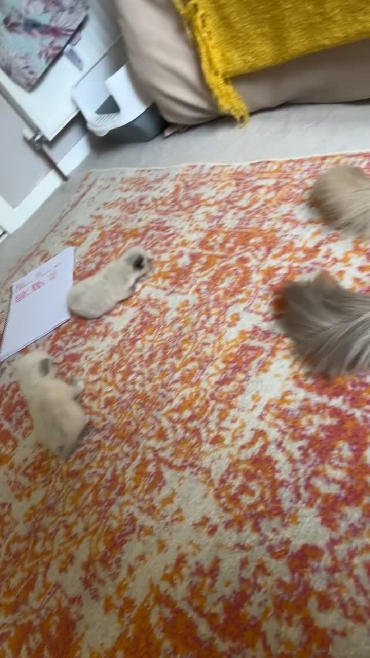 Ragdoll cats for sale: Ragdoll Kittens - Video 3