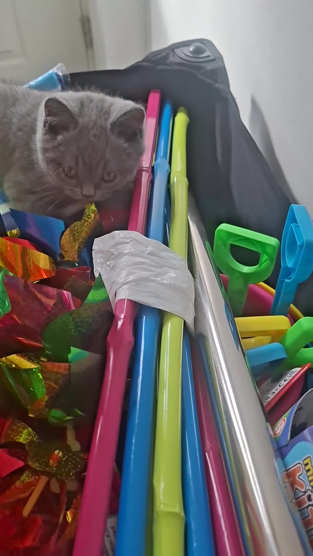 British Shorthair cats for sale: Quality Chunky BSH one boy one girl available  - Video 1