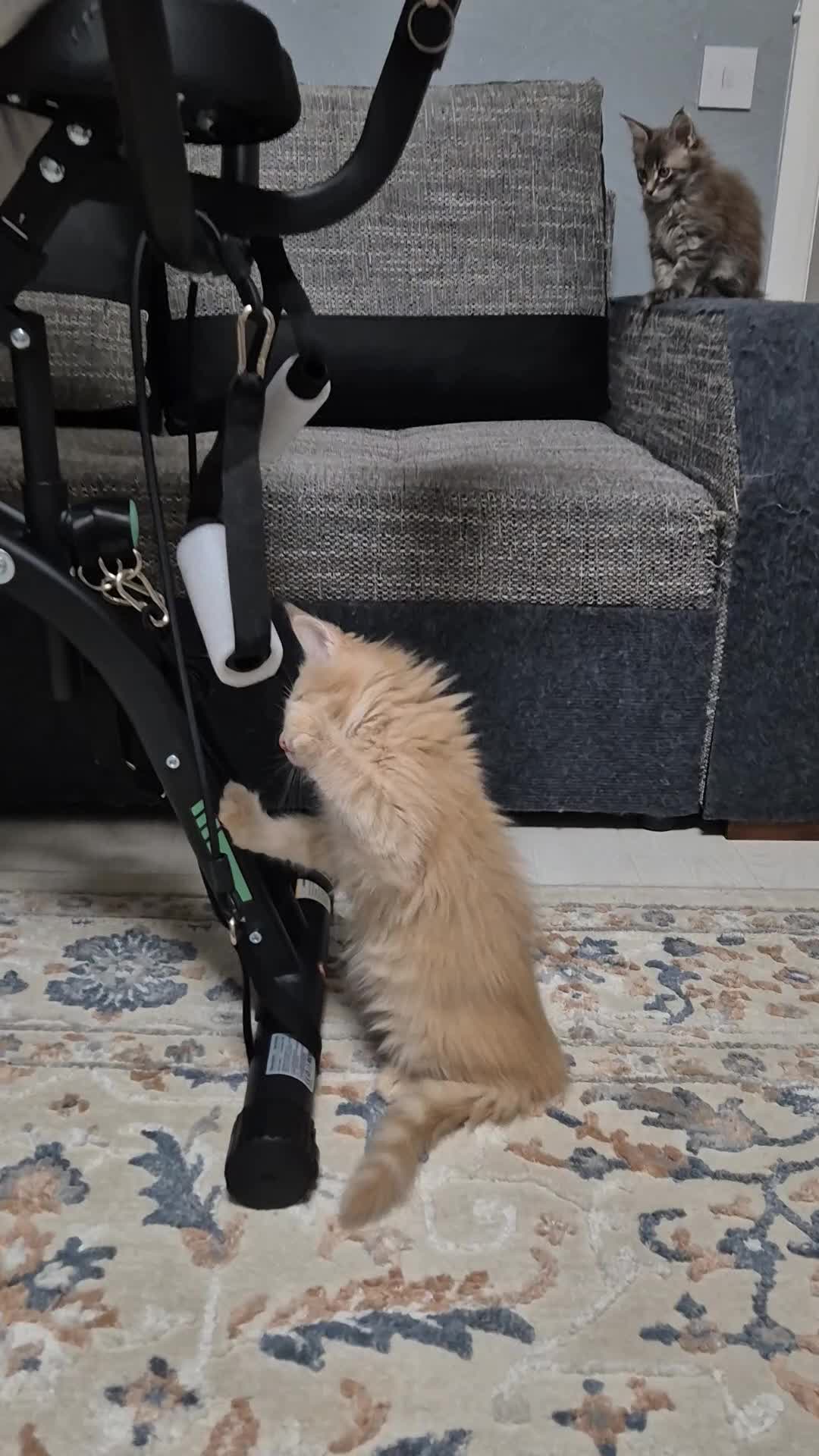 Maine Coon cats for sale: Maine Coon kittens  - Video 3