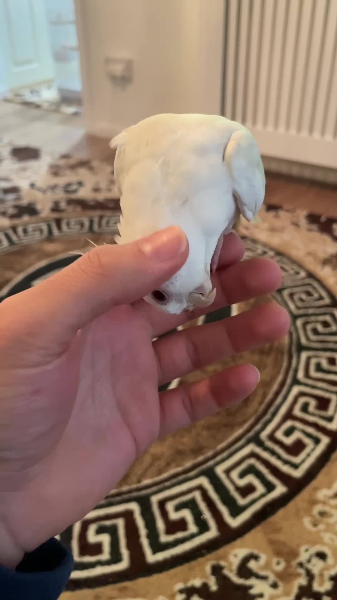 Cockatiels birds for sale: Male and female tame white cocktails for sell  - Video 1