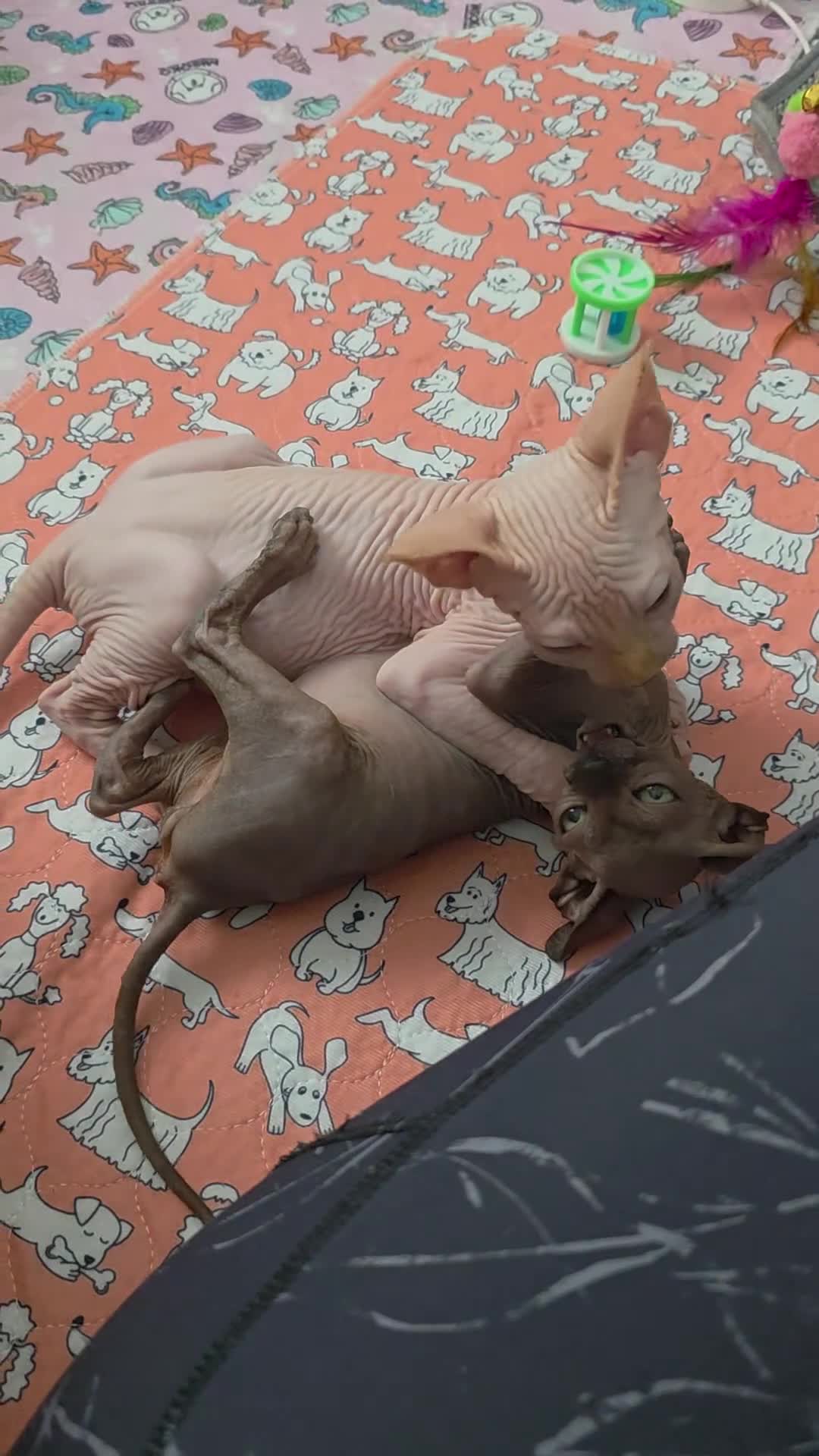 Sphynx cats for sale: 😻 Beautiful Sphynx Boy Looking For Forever Home  - Video 2