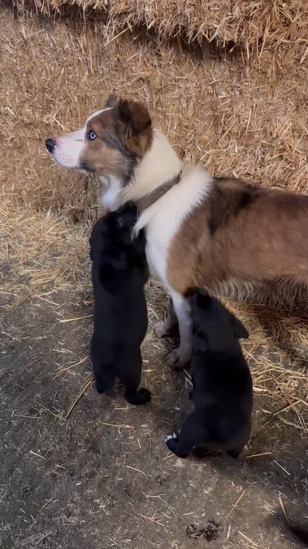 Mixed Breed dogs for sale: Labrador cross collie - Video 3