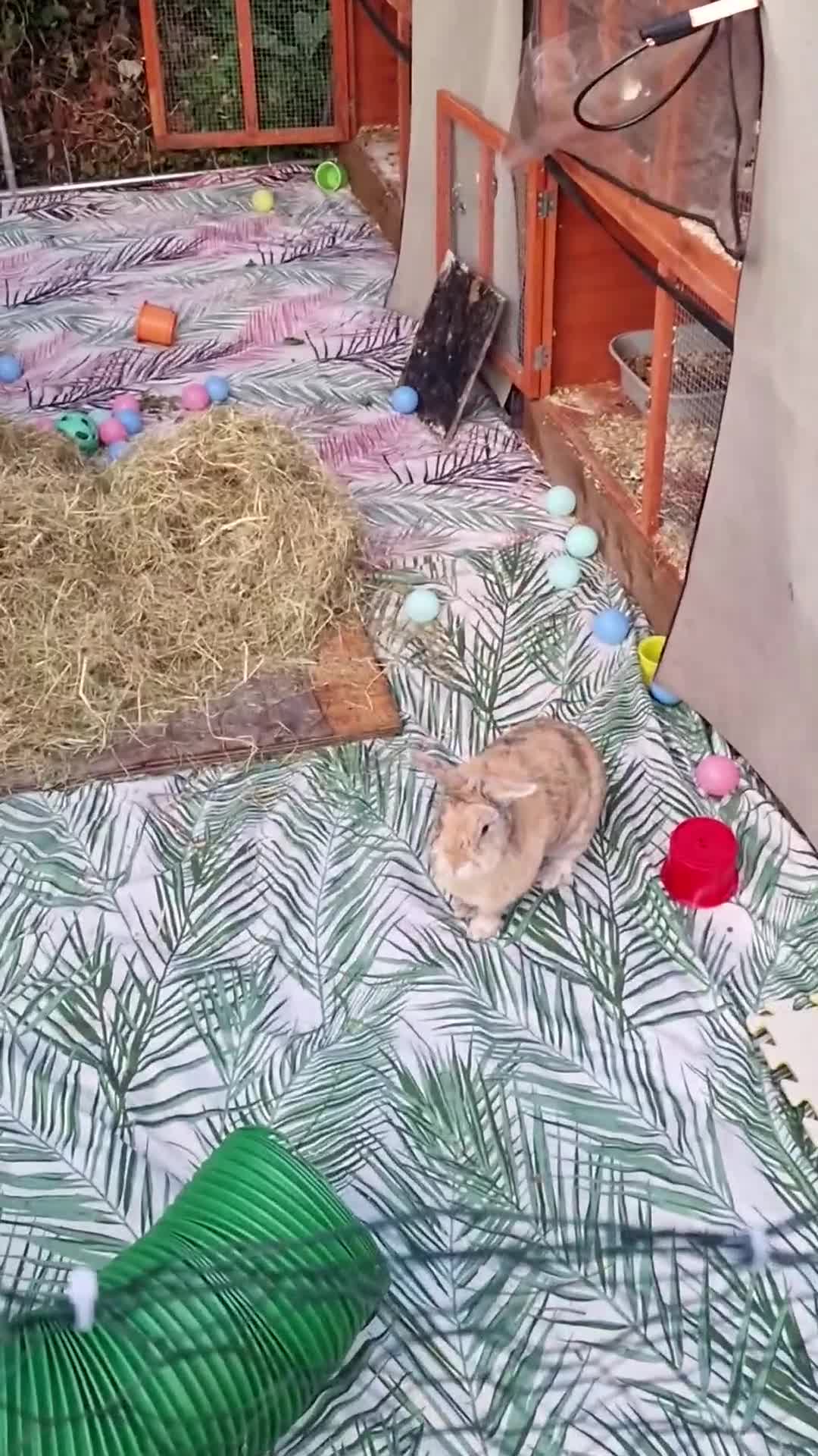 Mixed Breed rabbits for sale: 4 rabbits and a full set up for sale  - Video 2