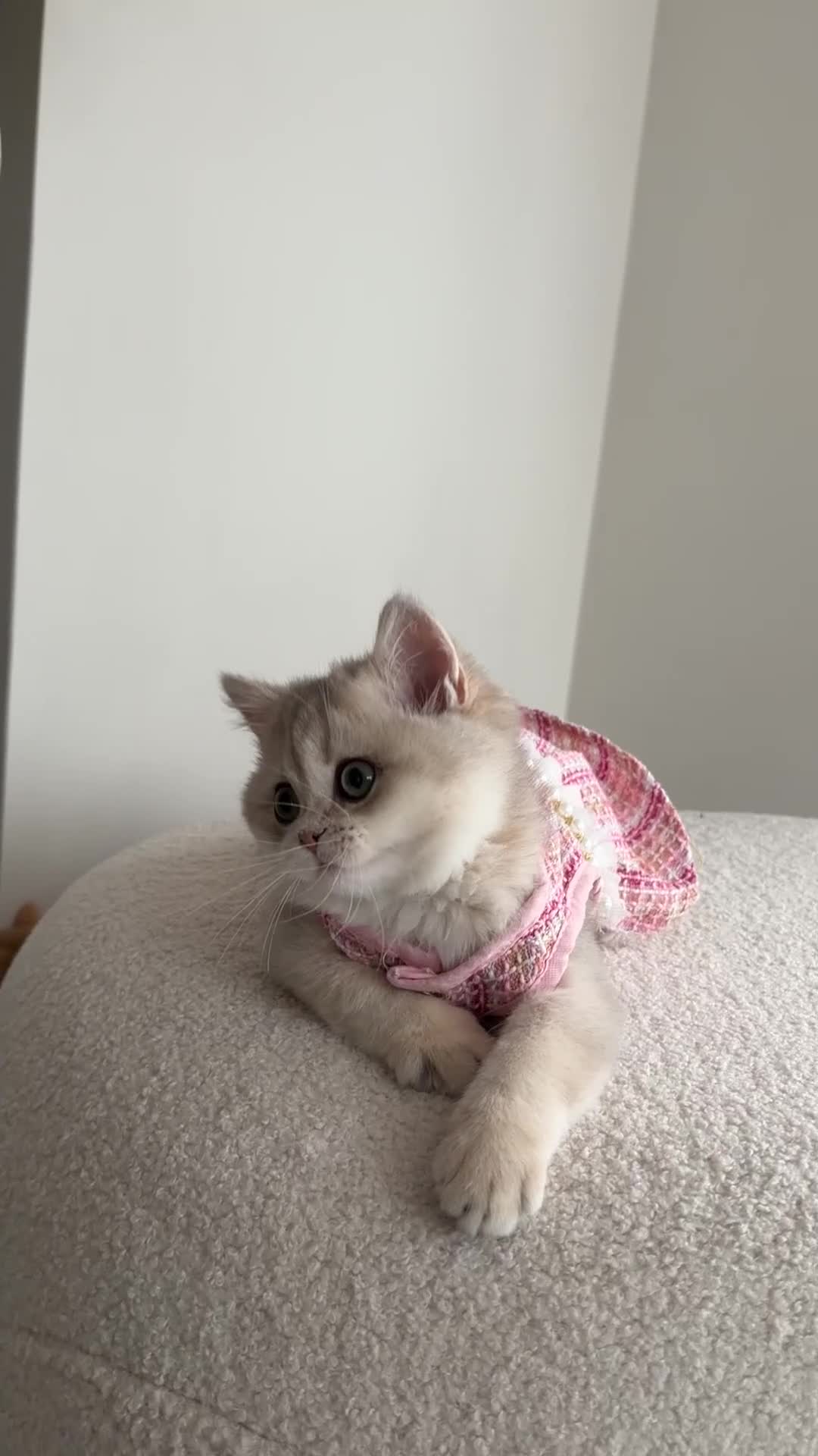 British Shorthair cats for sale: Blue Golden British Shorthair kitty - Video 1