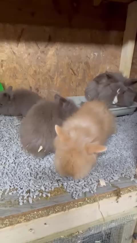 Mixed Breed rabbits for sale: Ready 8weeks old x3female Double Maned Lionhead - Video 1