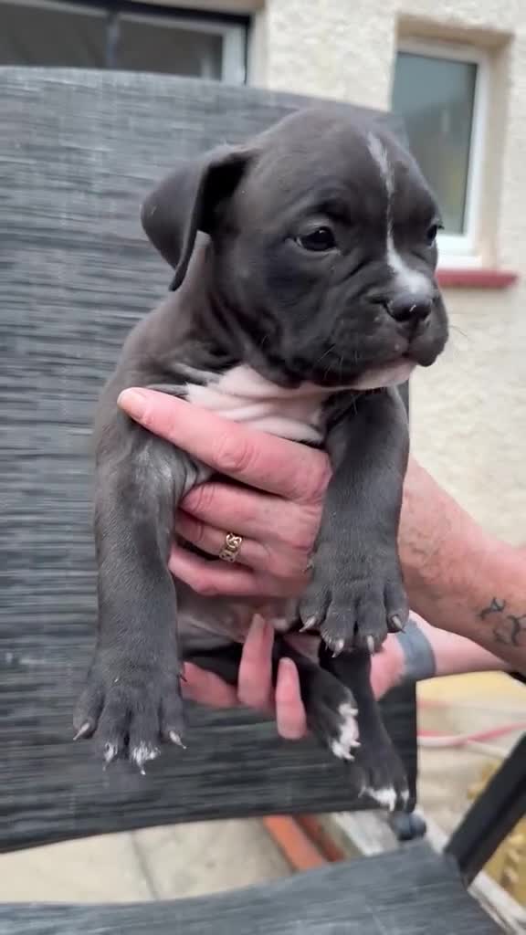 American Bully dogs for sale: Pocket Bullies only 3 girls 1 boy left  in Addlestone - Video 4